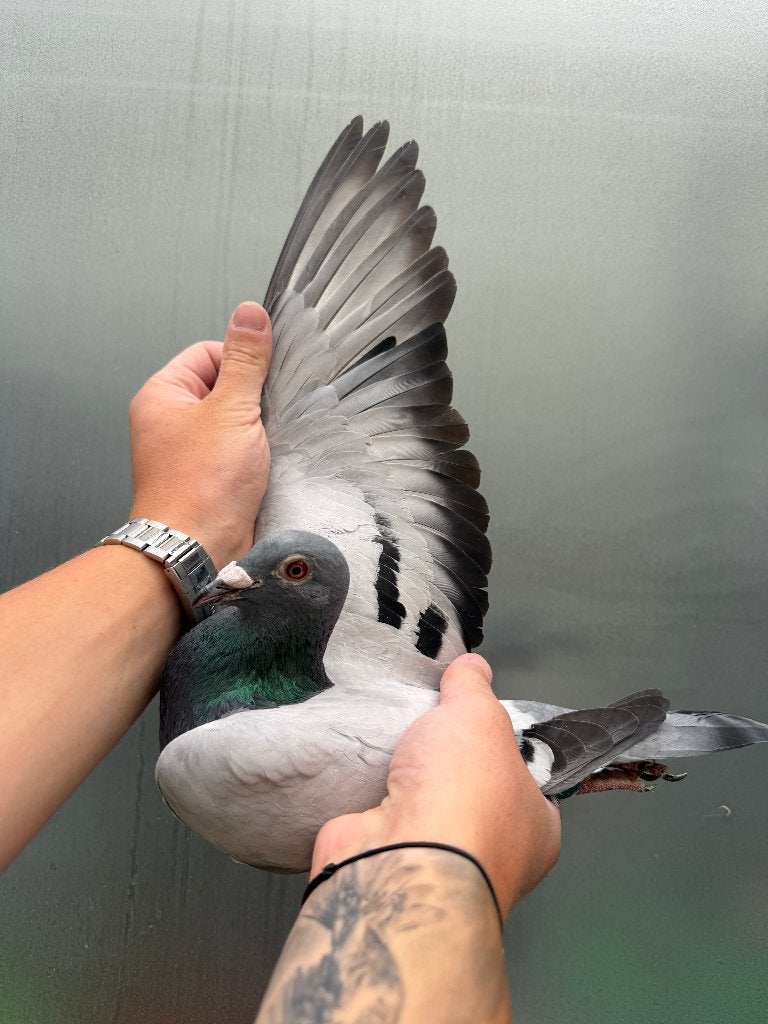 Post duif, Dieren en Toebehoren, Vogels | Duiven, Mannelijk, Postduif