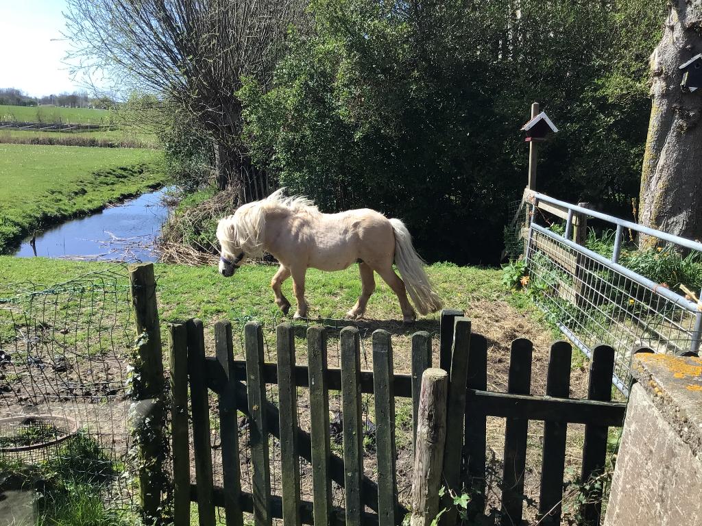 Pony, Dieren en Toebehoren, Pony's, Niet van toepassing, 0 tot 2 jaar, Hengst, A pony (tot 1.17m)