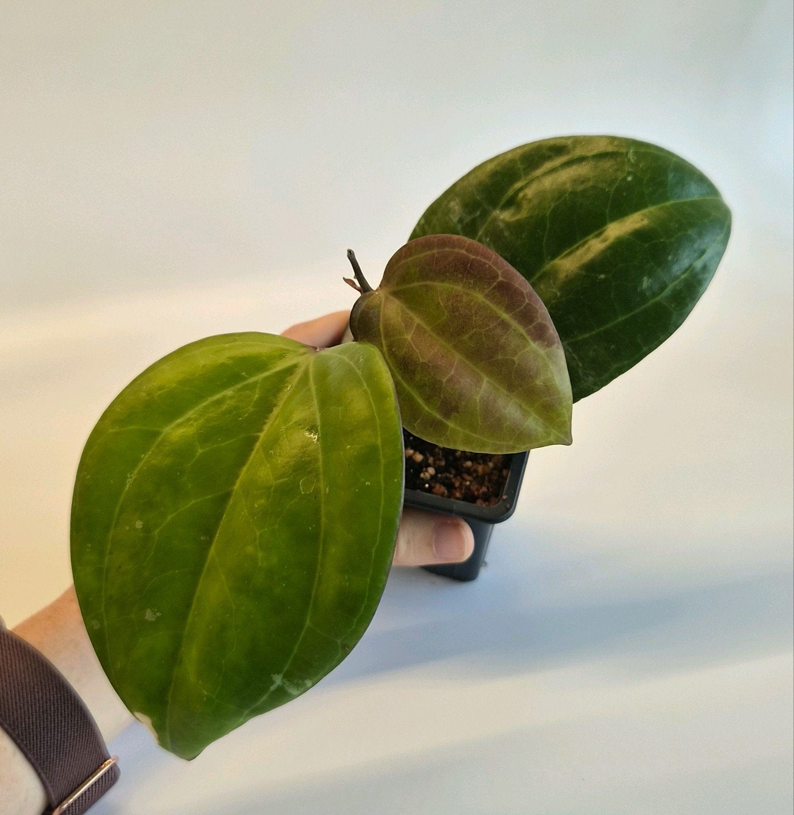 Hoya Sarawak, Huis en Inrichting, Ophalen of Verzenden, Halfschaduw, Minder dan 100 cm