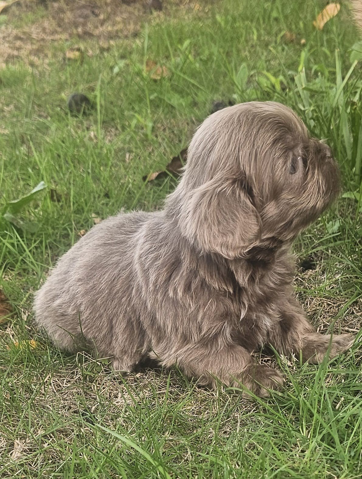 Shih-Tzu /Maltezer ( Boomer), Dieren en Toebehoren, CDV (hondenziekte), Nederland, Overige rassen, 8 tot 15 weken