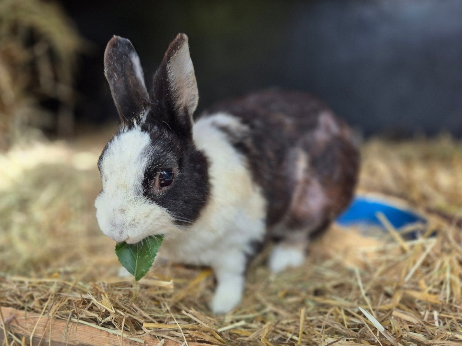 Oud gecastreerd rammetje zoekt nieuwe plek met geduld, Dieren en Toebehoren, Mannelijk, Klein, 6 tot 8 jaar