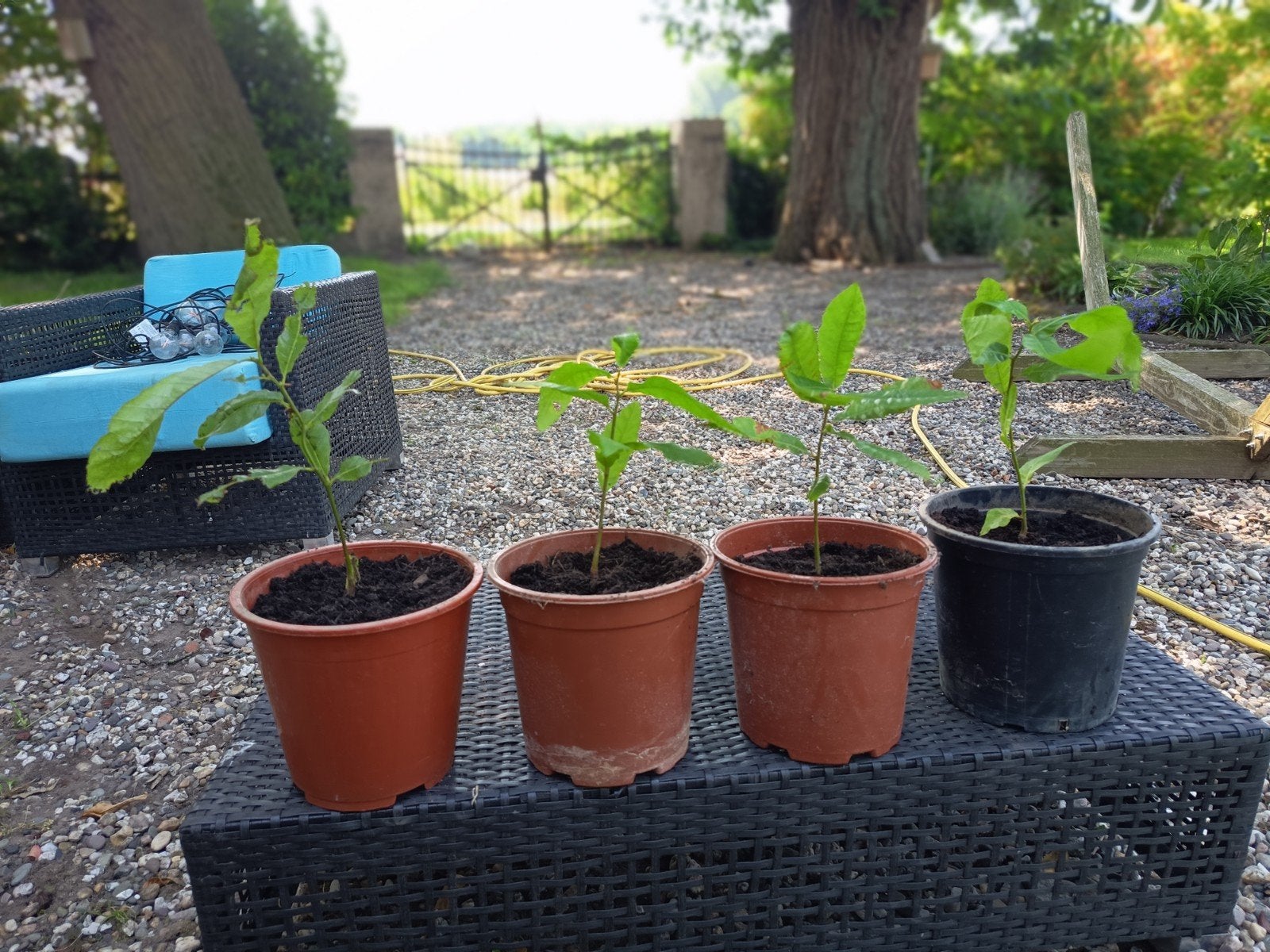 Tamme kastanje stekjes uit Emmerich (30-40 cm), Ophalen, Volle zon, Vaste plant, Zomer