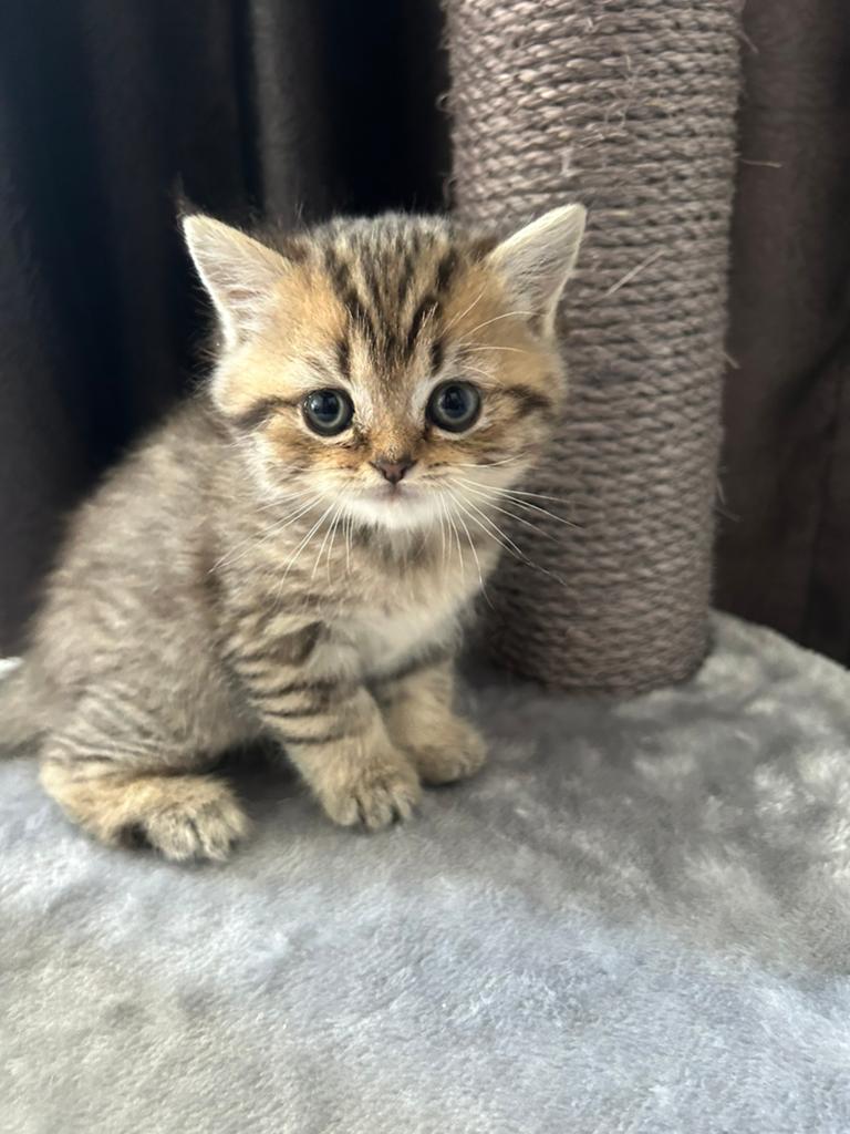 britse korthaar kittens, Dieren en Toebehoren, Katten en Kittens | Raskatten | Korthaar, Meerdere dieren, Ontwormd