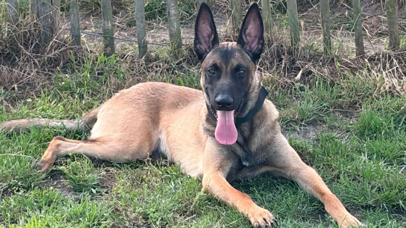 Mechelse herder 10 maanden, 15 weken tot 1 jaar, Reu, Parvo, Eén hond