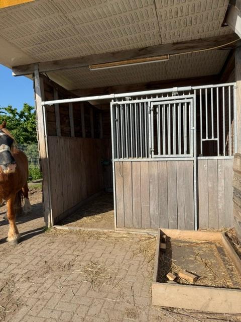 weidegang voor 2 paarden, Dieren en Toebehoren, Stalling en Weidegang, Weidegang, 2 of 3 paarden of pony's