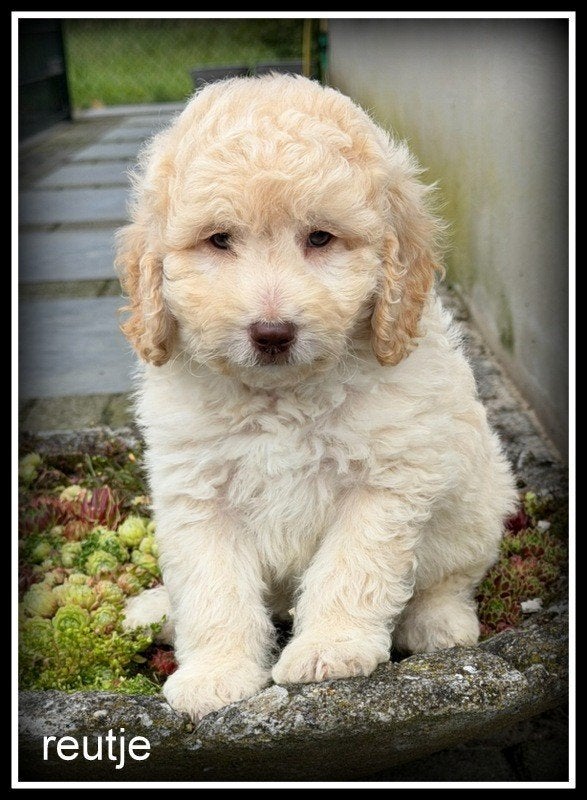 Labradoodle F4 pups 40-45 cm, Dieren en Toebehoren, Honden | Retrievers, Spaniëls en Waterhonden, Nederland, Parvo, Overige rassen