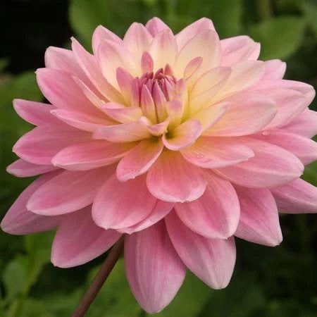 Dahlia Gerrie Hoek te koop gevraagd of ruilen, Tuin en Terras, Ophalen of Verzenden, Volle zon, Knol