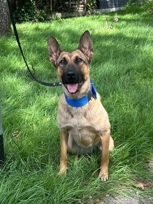 X mechelse herder teef, 1 tot 2 jaar, Teef, Eén hond, Herder
