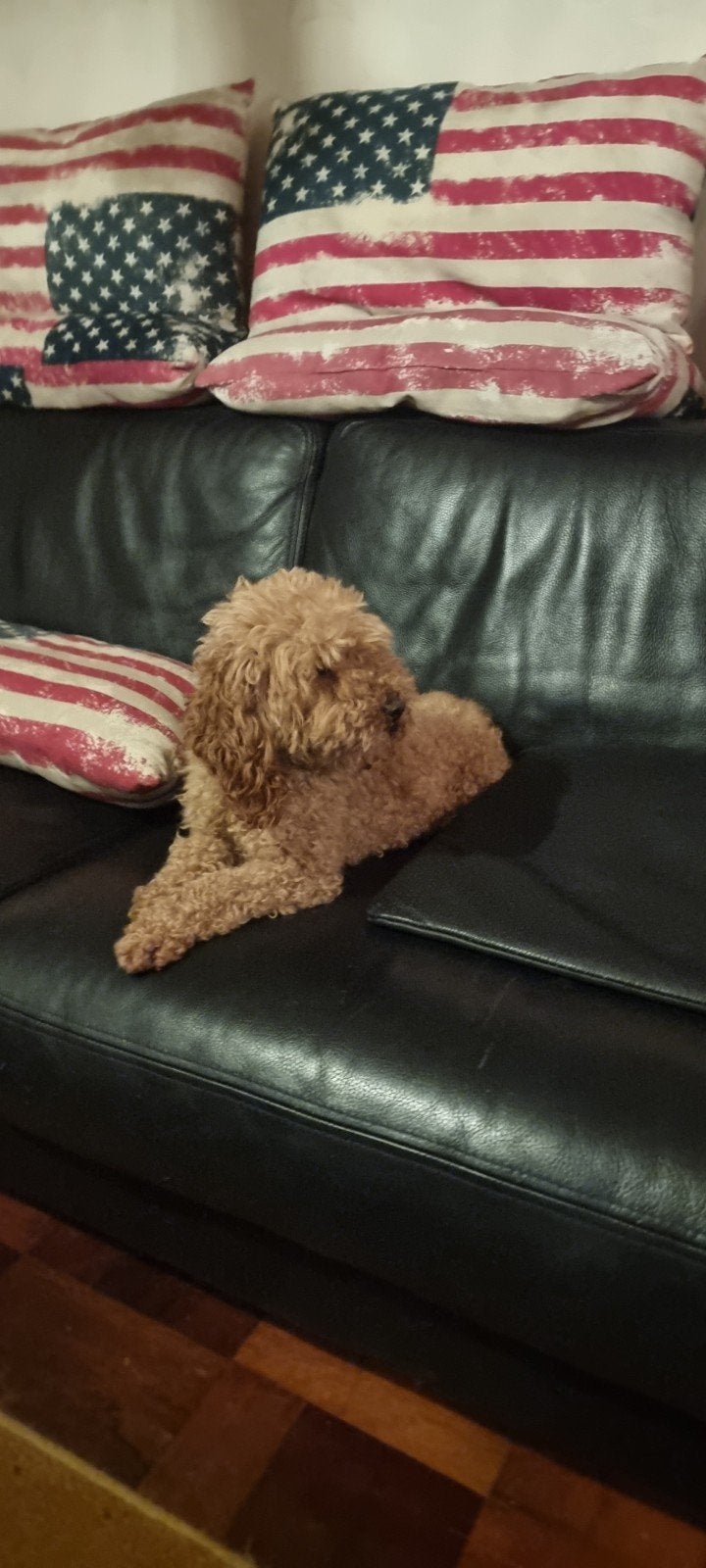 toypoedel dekreu, Reu, Eén hond, CDV (hondenziekte), 3 tot 5 jaar