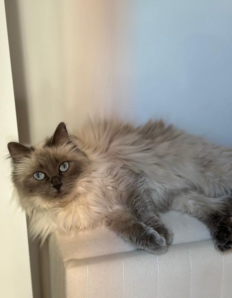 Ragdoll poes - 3 jaar - te koop, Dieren en Toebehoren, Katten en Kittens | Overige Katten, Poes