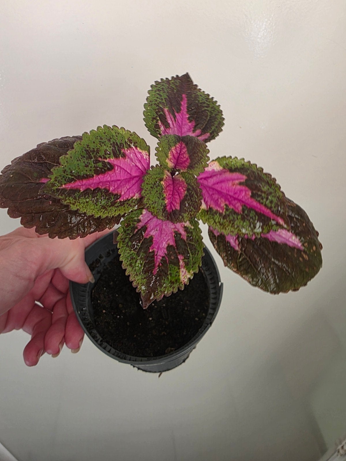Mooie kleurrijke plant in pot, Tuin en Terras, Planten | Tuinplanten, Eenjarig, Bloeit niet, Halfschaduw, Ophalen