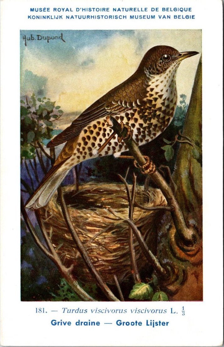 Groote Lijster / Mistle Thrush – Nº 181 – (KBIN / IRSNB), Verzenden, 1940 tot 1960, Ongelopen, Vogel