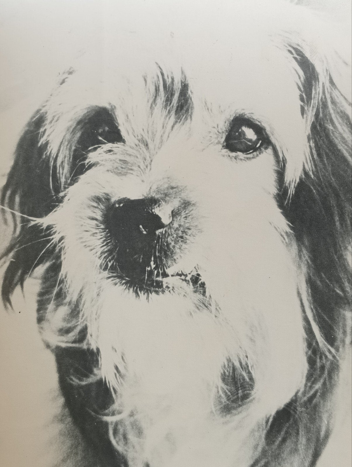 Benji 1974 Filmfoto Hond  jaren 80, Gebruikt, ., Ophalen of Verzenden, .