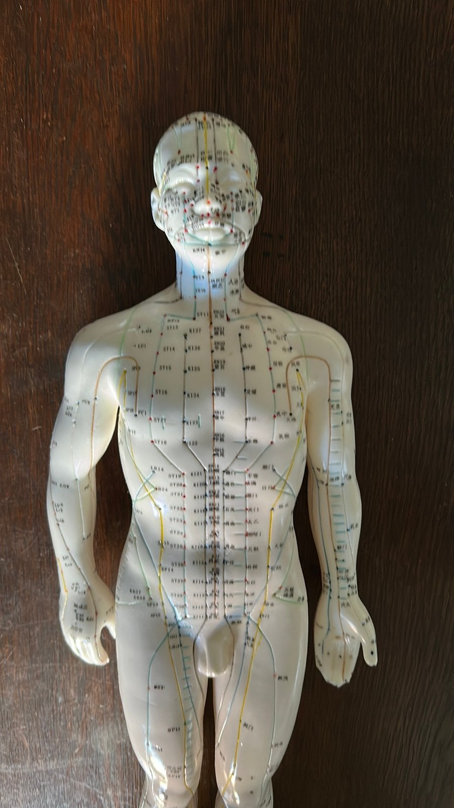 Acupunctuur model pop, man, nieuw, 50 cm lang, Ophalen of Verzenden