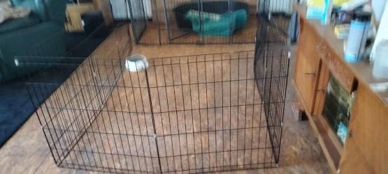 Puppyren 70x76 8 stuks, Ophalen, Zo goed als nieuw