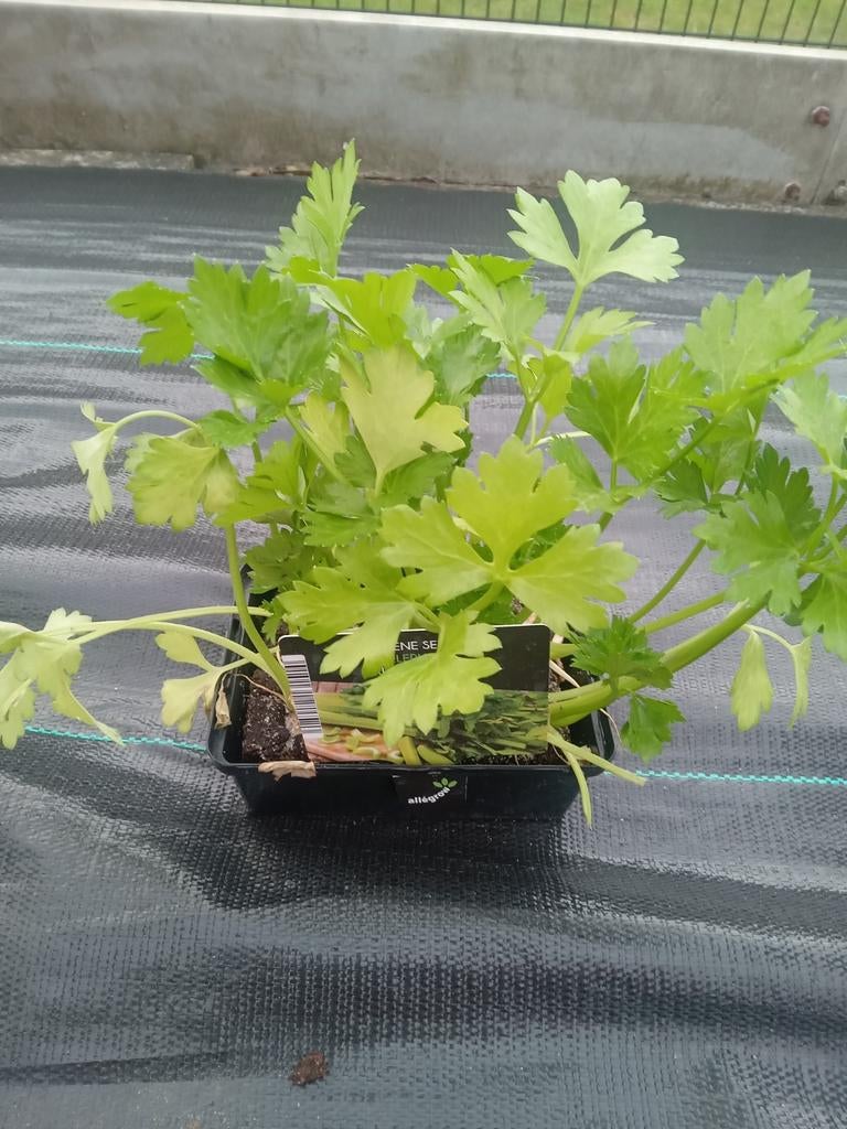 Verse Selderij Plant - Ideaal voor uw keuken, Ophalen of Verzenden, Eenjarig, Groenteplanten, Volle zon