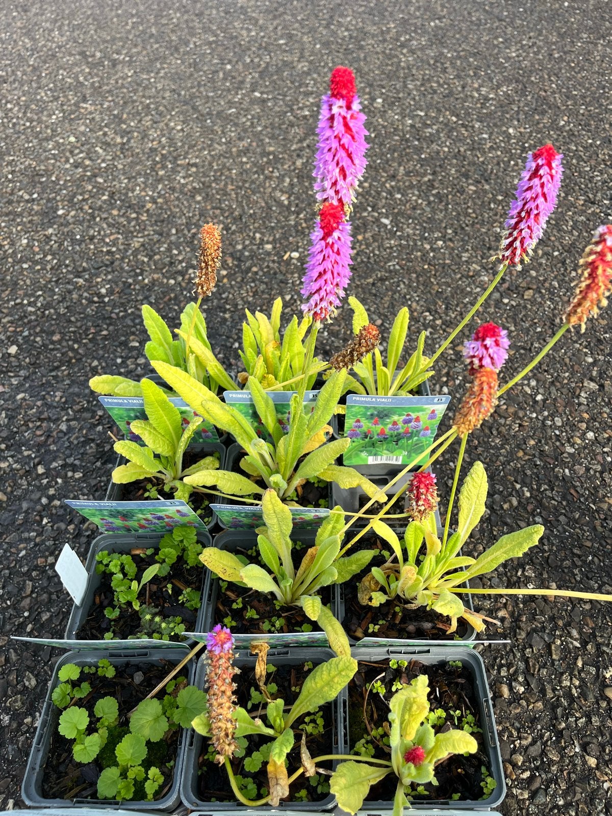 Primula Vialii - Orchidee Primula kabouter🪻muts🍀, Tuin en Terras, Planten | Tuinplanten, Vaste plant, Halfschaduw, Zomer, Ophalen