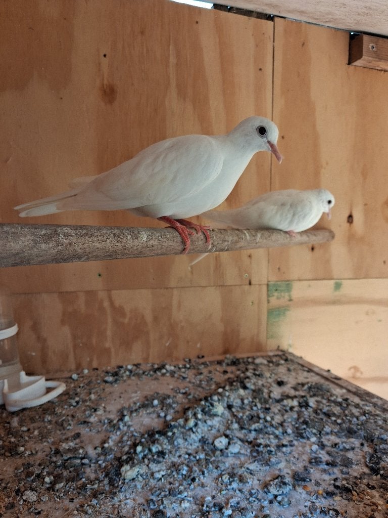Mooie Witte tortelduiven, Meerdere dieren, Tortelduif