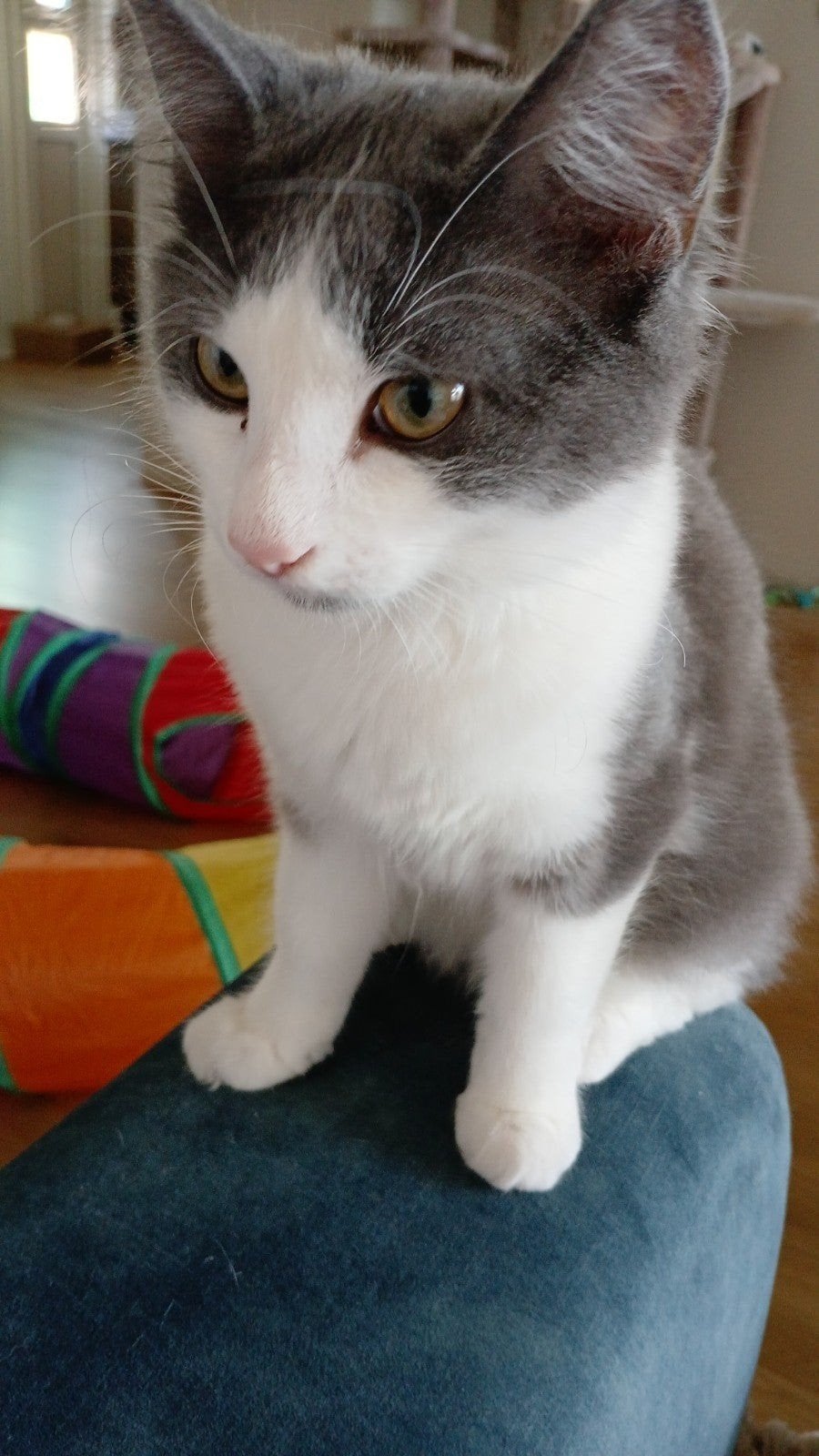 2 mooie kitten poezen, Poes, Langharig, 0 tot 2 jaar