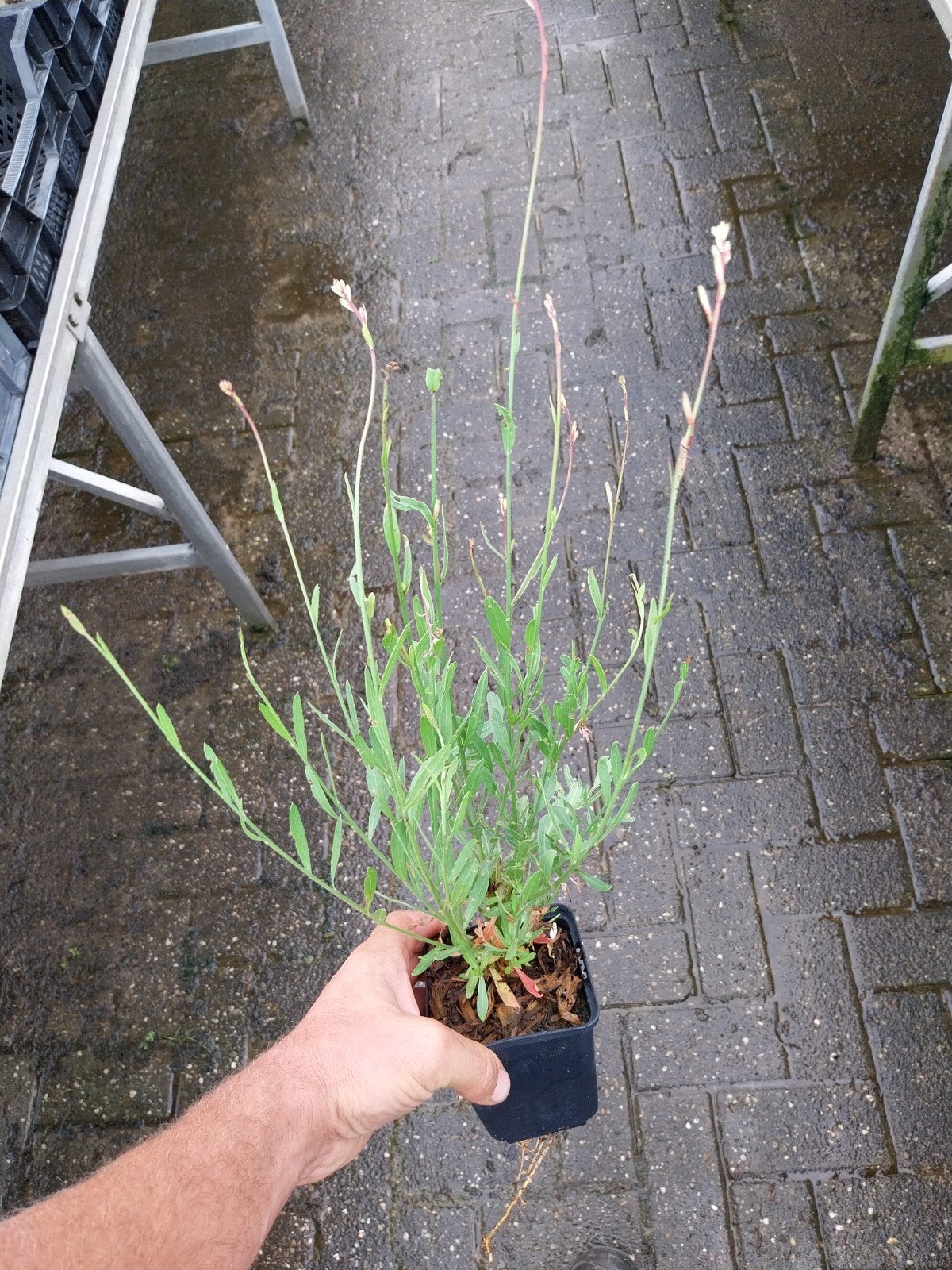 Gaura Whirling Butterflies - Sierlijke Vlinderbloem, Tuin en Terras, Volle zon, Vaste plant, Zomer, Ophalen