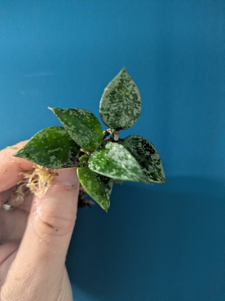 Hoya Krohniana 'Eskimo' stek, Verzenden, Halfschaduw, Minder dan 100 cm