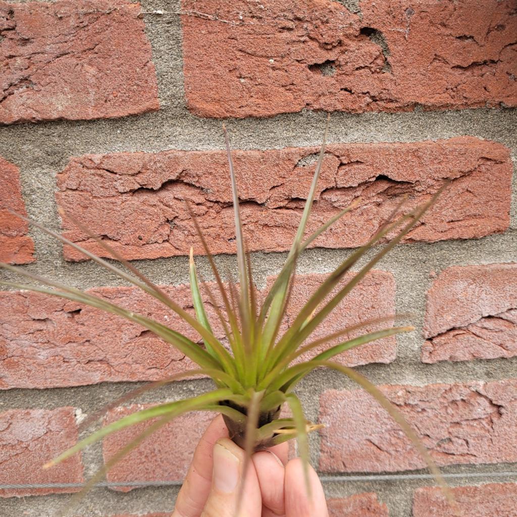 Tillandsia melanocrater, Huis en Inrichting, Kamerplanten, Ophalen of Verzenden, Halfschaduw, Minder dan 100 cm