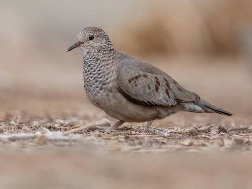 musduivin, Dieren en Toebehoren, Vrouwelijk, Tropenvogel, Geringd