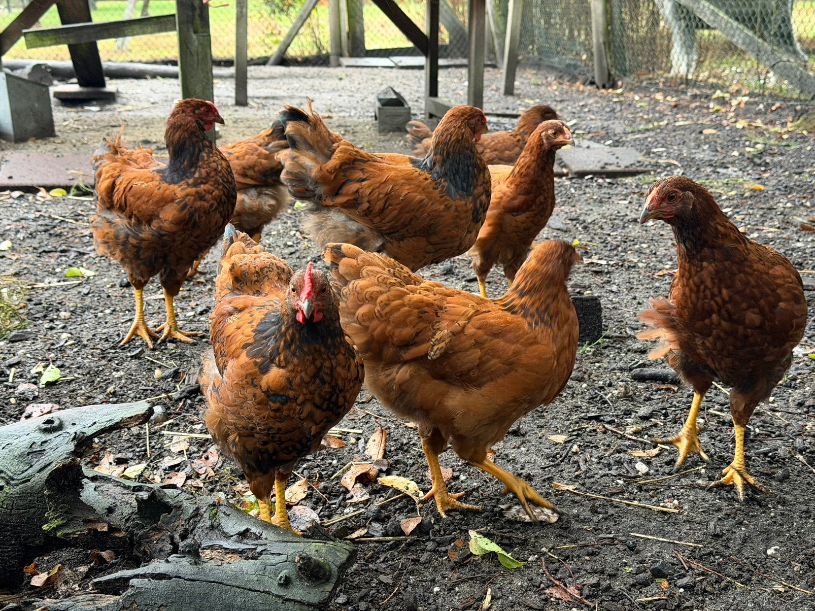 Unieke kruising! Barnevelder x New Hampshire (10 weken), Mannelijk, Kip