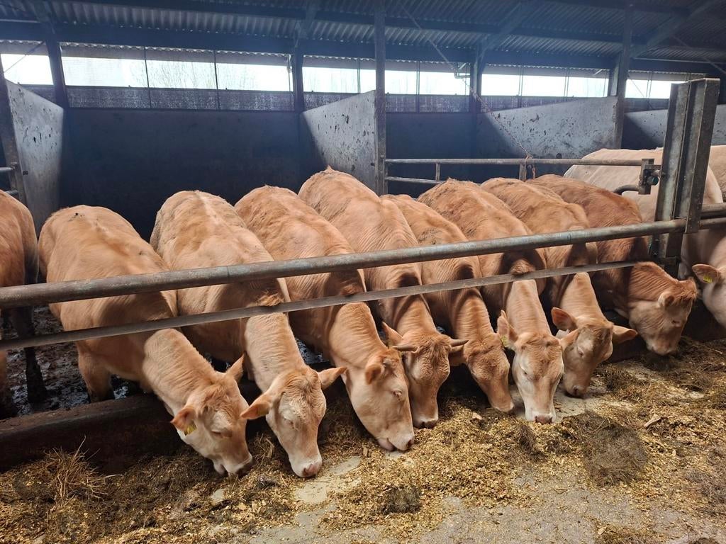 Zuivere blonde aquitaine en zuivere Belgische blauwe, Dieren en Toebehoren, Meerdere dieren