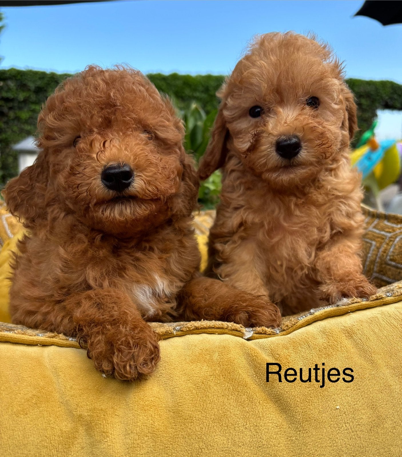 Labradoodle mini pups, Nederland, Overige rassen, 8 tot 15 weken, Meerdere