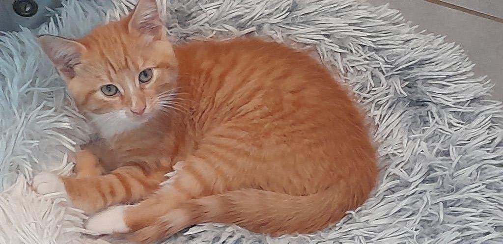 superlief rood katertje met witte sokjes , 10 weken, Dieren en Toebehoren, Kater, Kortharig, 0 tot 2 jaar