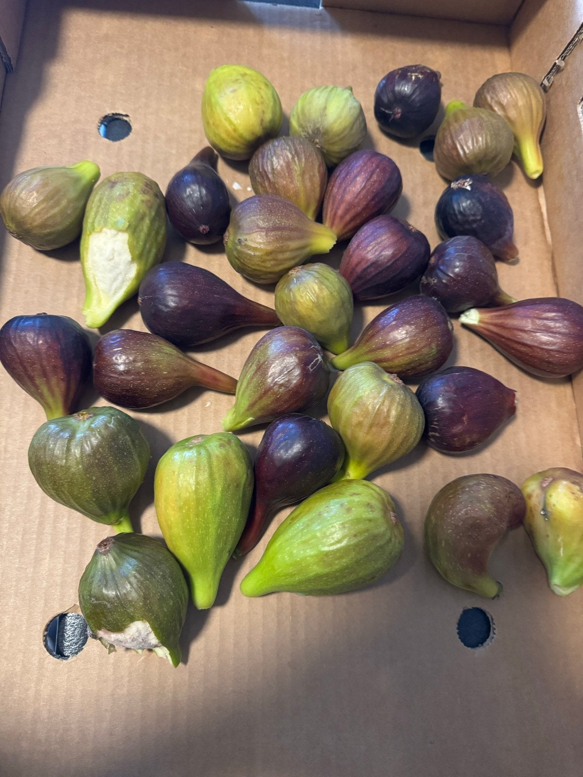Verse vijgen - direct van de boom, Tuin en Terras, Planten | Fruitbomen, Ophalen of Verzenden, Minder dan 100 cm, Overige soorten