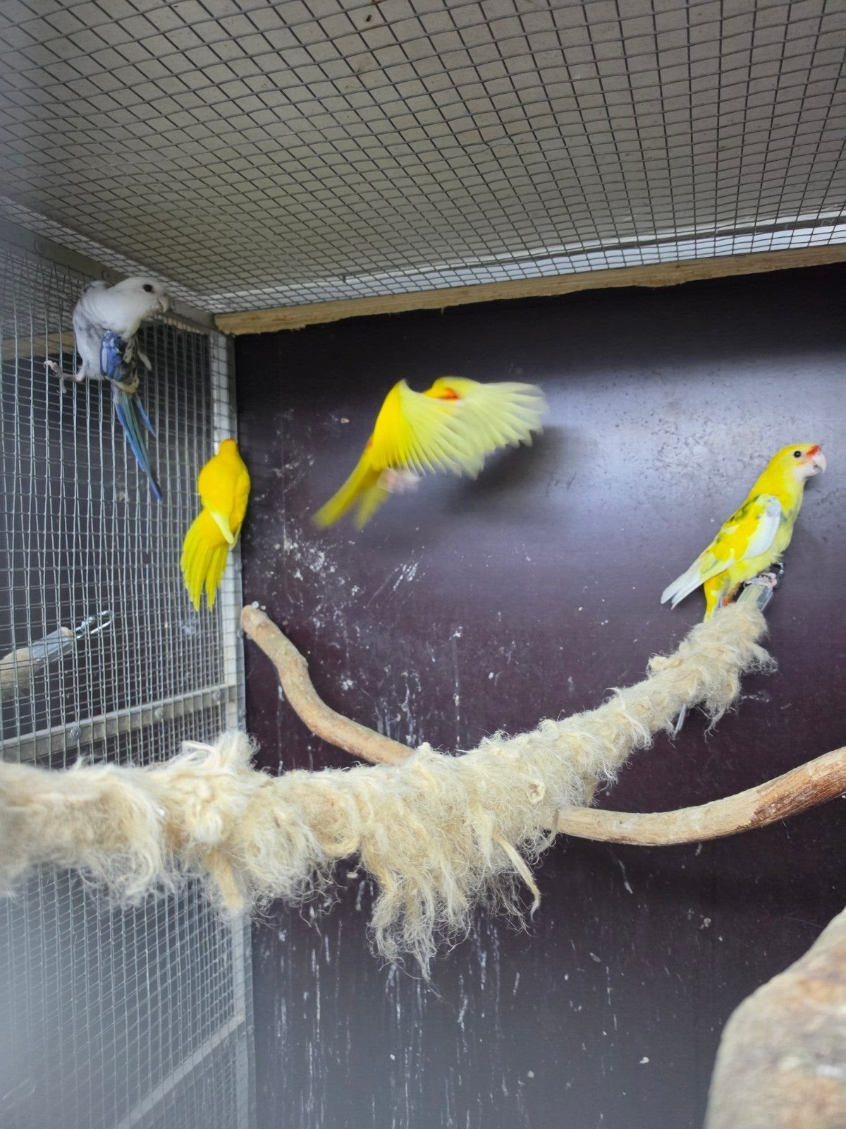 Te koop diverse pennanten en splendids en turquoisines, Meerdere dieren, Parkiet, Geringd