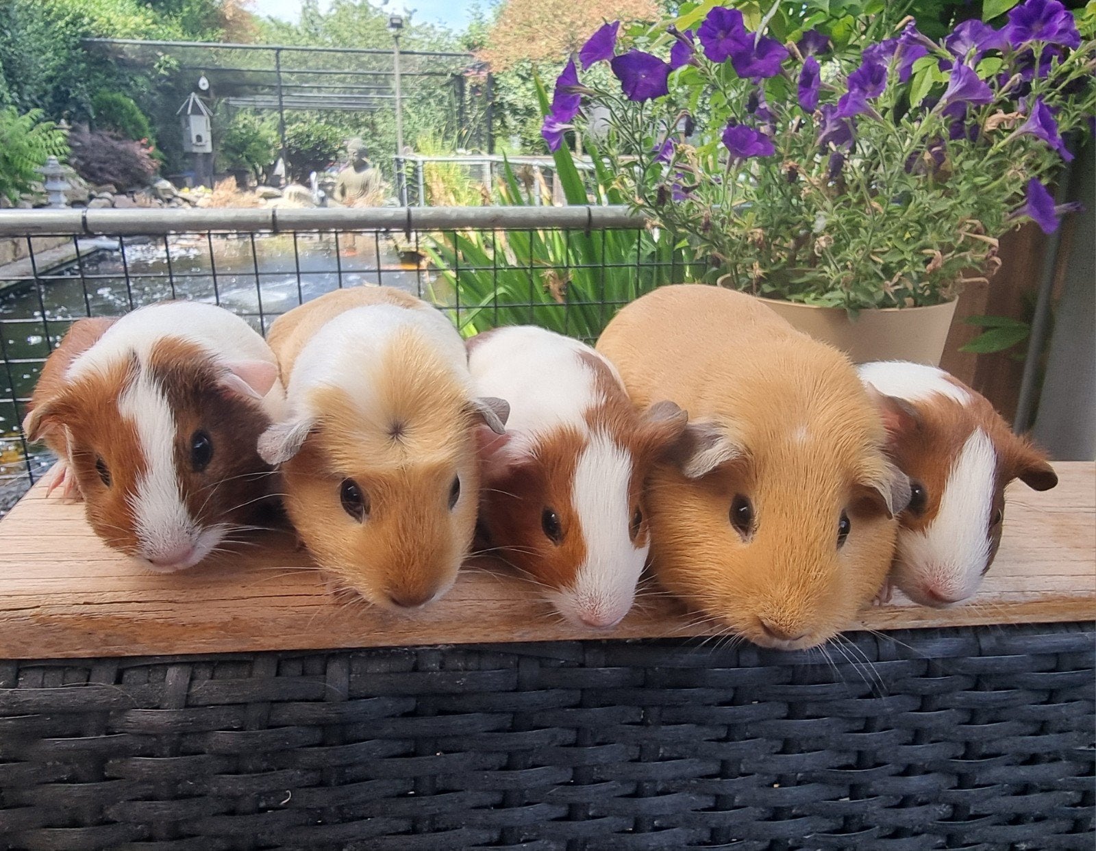 5 jonge dames cavia's van 4 tot 7 weken oud, Dieren en Toebehoren, Cavia, Mei, Meerdere dieren, Tam