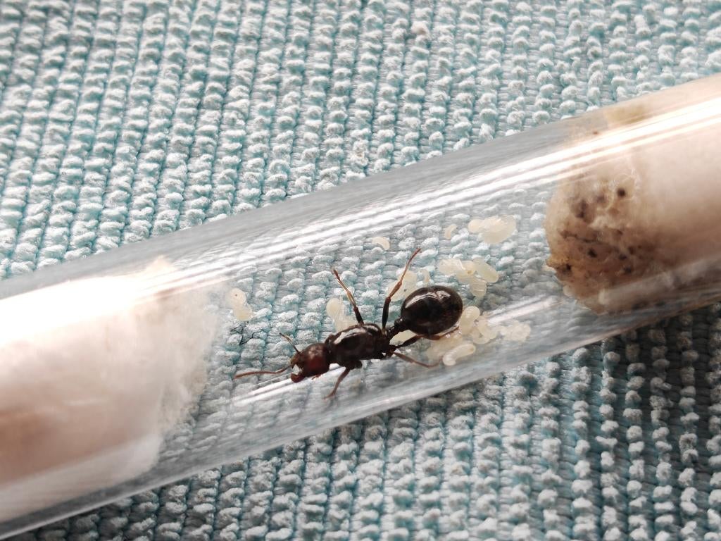 Messor Barbarus Koningin te koop, Dieren en Toebehoren, Mieren