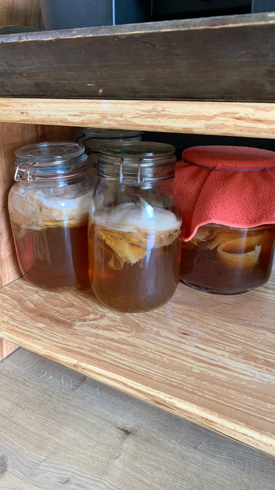 Scoby kombucha, Diversen, Levensmiddelen, Ophalen