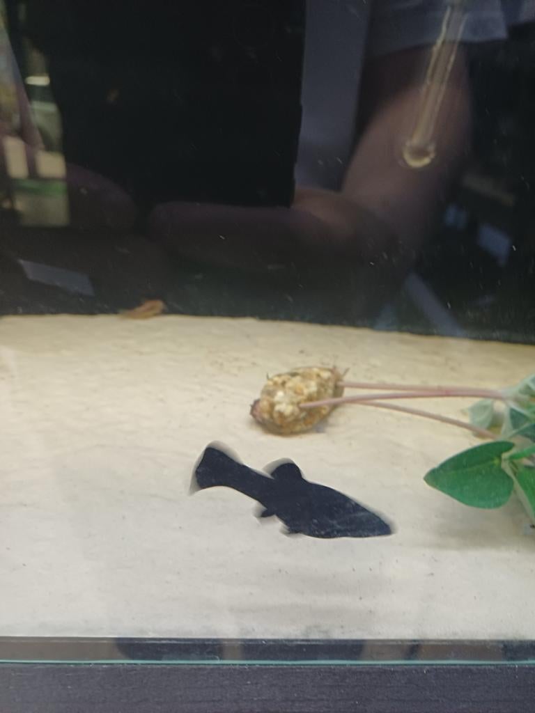 Black molly
