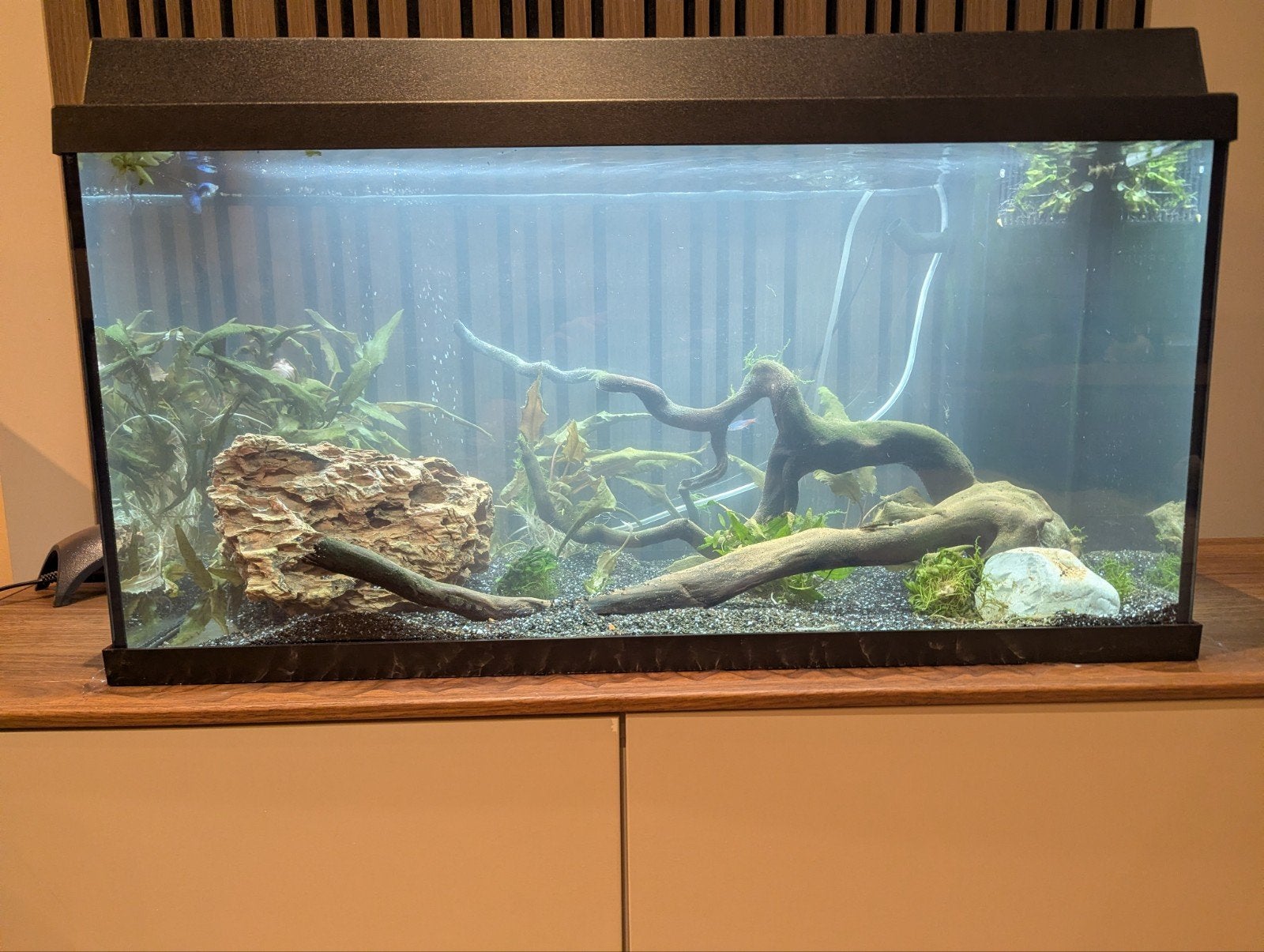 Juwel aquarium, Vis, Zoetwatervis