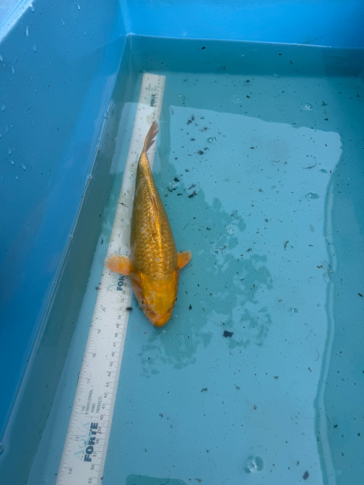 Ginrin Yamabuki, Dieren en Toebehoren, Karper of Koi