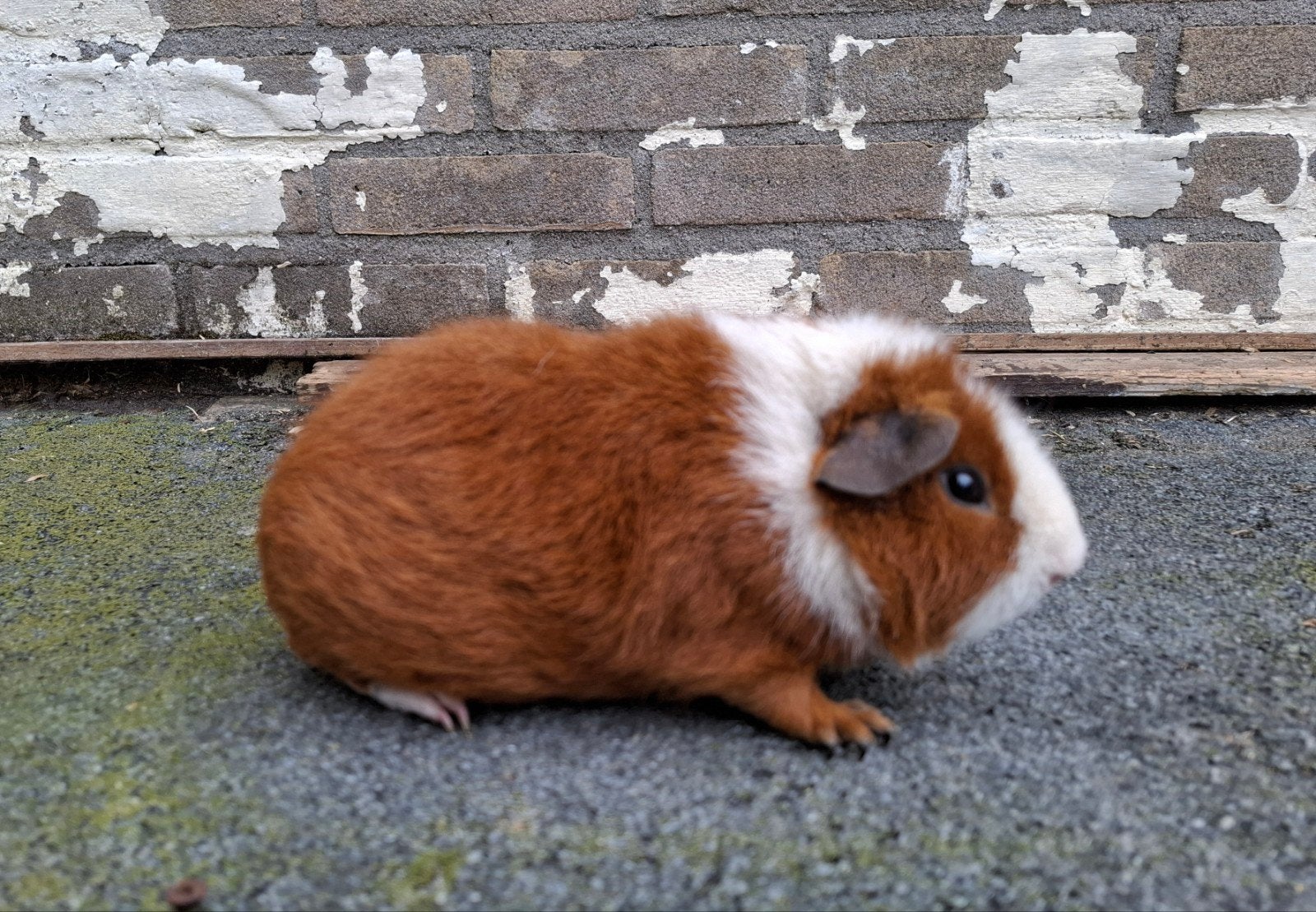 Cavia, rex roodbont, Dieren en Toebehoren, April, Mannelijk, Cavia