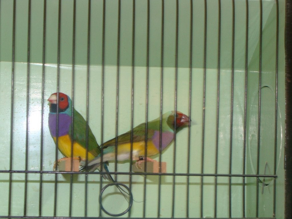 Gouldamadines, Dieren en Toebehoren, Meerdere dieren, Tropenvogel, Geringd