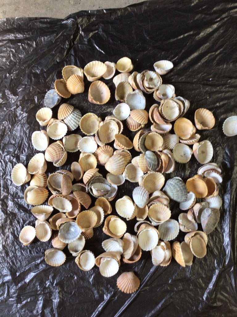 Schelpen, Verzamelen, Mineralen en Fossielen, Ophalen of Verzenden, Schelp(en)