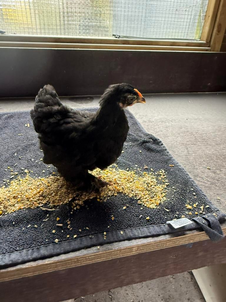 Cochin kriel hennen 7 weken, Dieren en Toebehoren, Pluimvee, Vrouwelijk, Kip