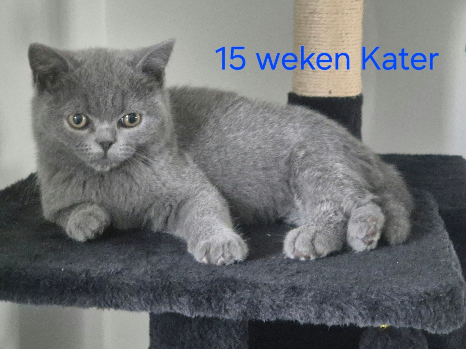 Brits Korthaar kittens, Meerdere dieren, Ontwormd, 0 tot 2 jaar