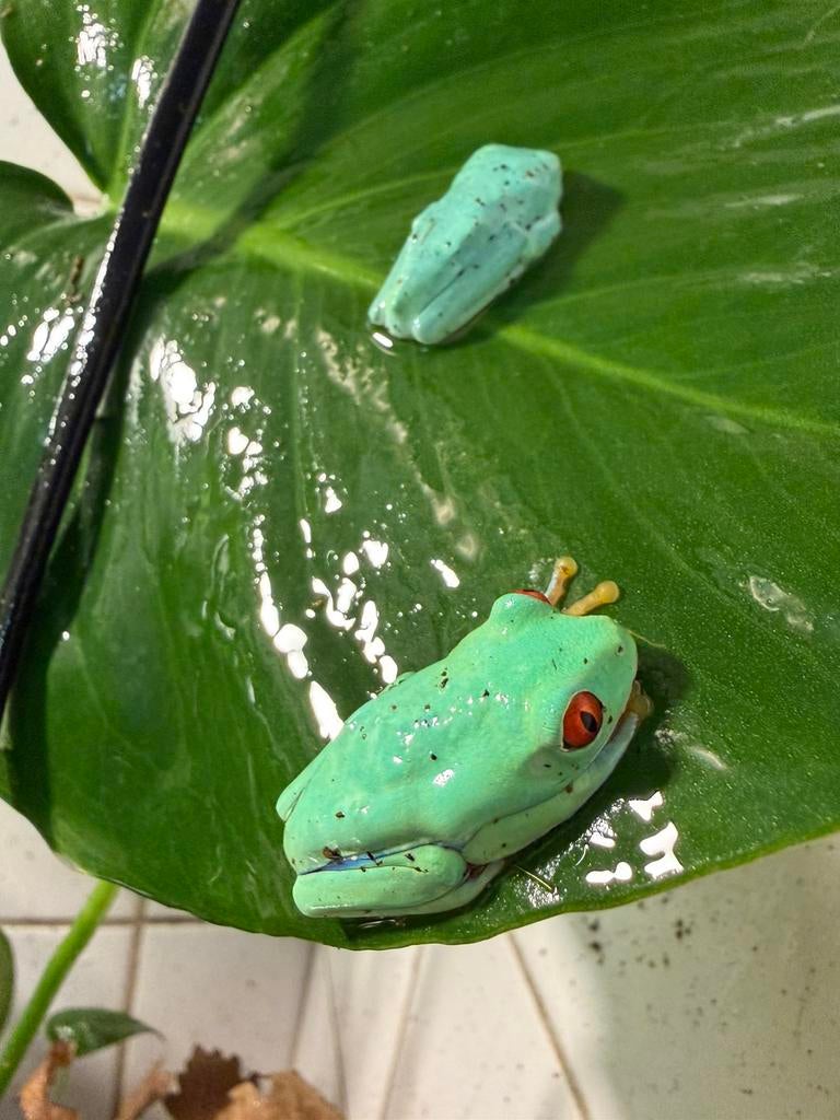 Grote keuze aan roodoog maki boomkikkers en andere, 0 tot 2 jaar