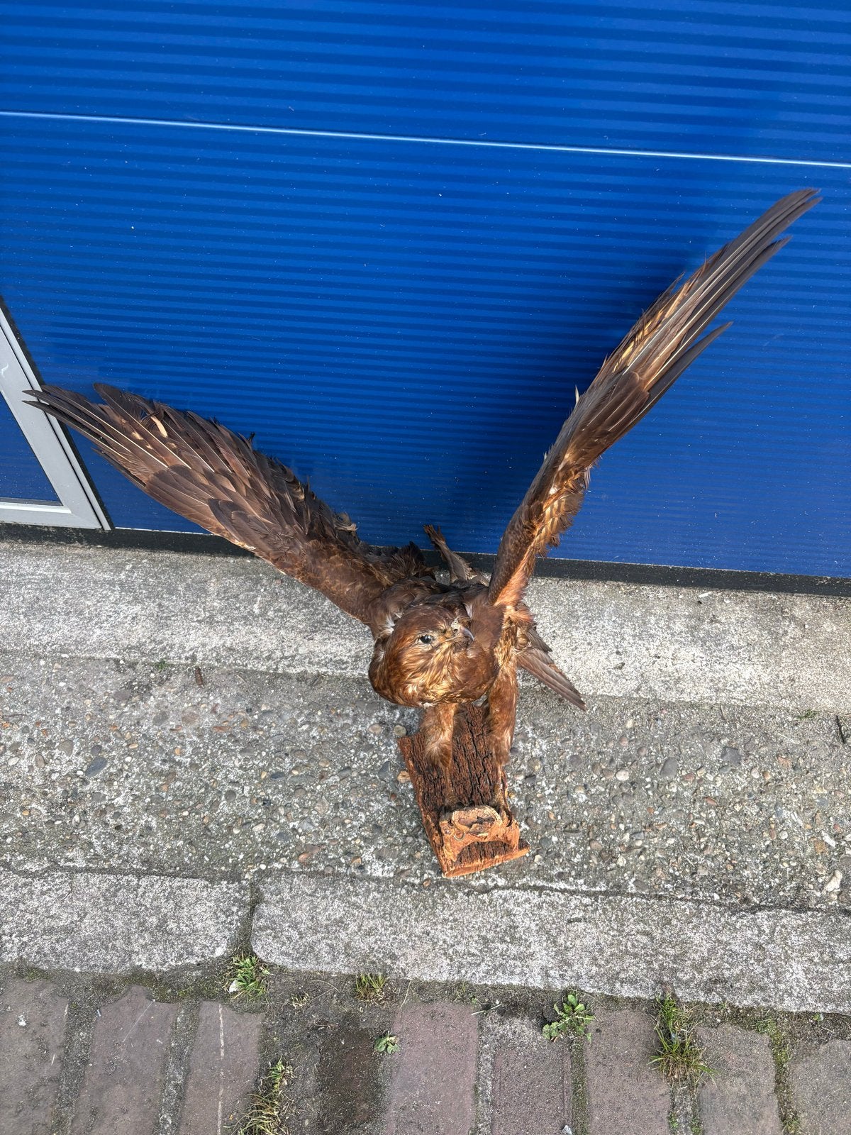 Opgezette roofvogel - Bruine wouw, Ophalen of Verzenden, Gebruikt, Vogel, Opgezet dier
