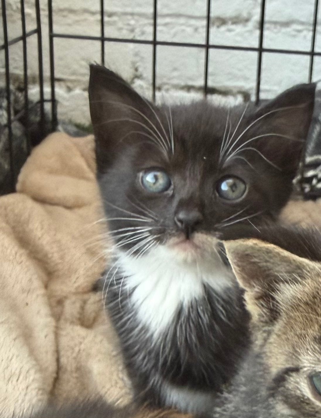 Kittens, Meerdere dieren