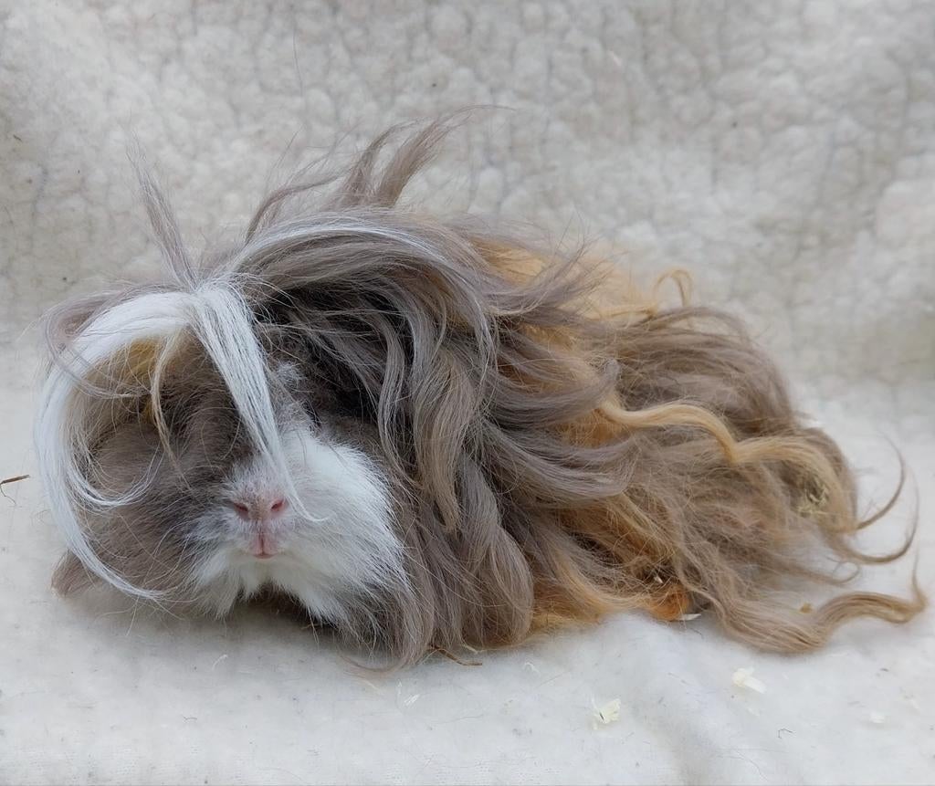 Lunkarya cavia, Dieren en Toebehoren, Mannelijk, Tam, Maart, Cavia