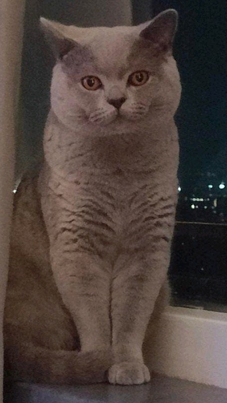 Hele lieve  Britse korthaar knuffelKater  €  850,-, Kater, Gechipt, 0 tot 2 jaar