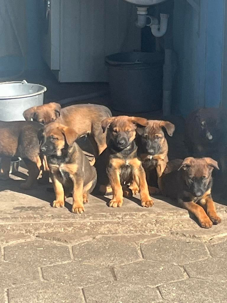 super mooie kruising Mechelse herder x berner sennen, Parvo, Overige rassen, 8 tot 15 weken, Meerdere